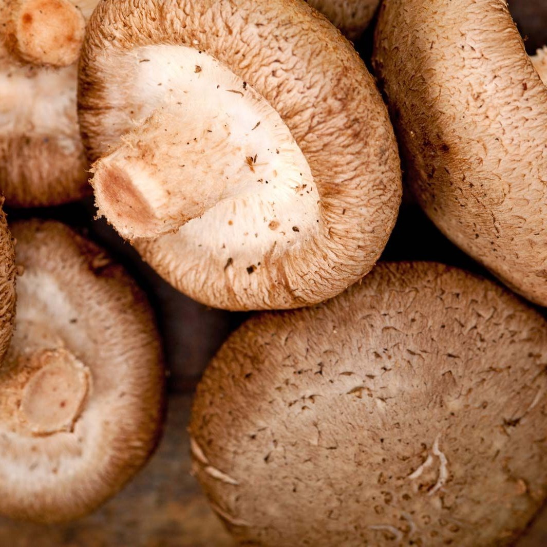 Slika shiitake gobic, nepečene in surove v svoji drugi najlepši obliki.